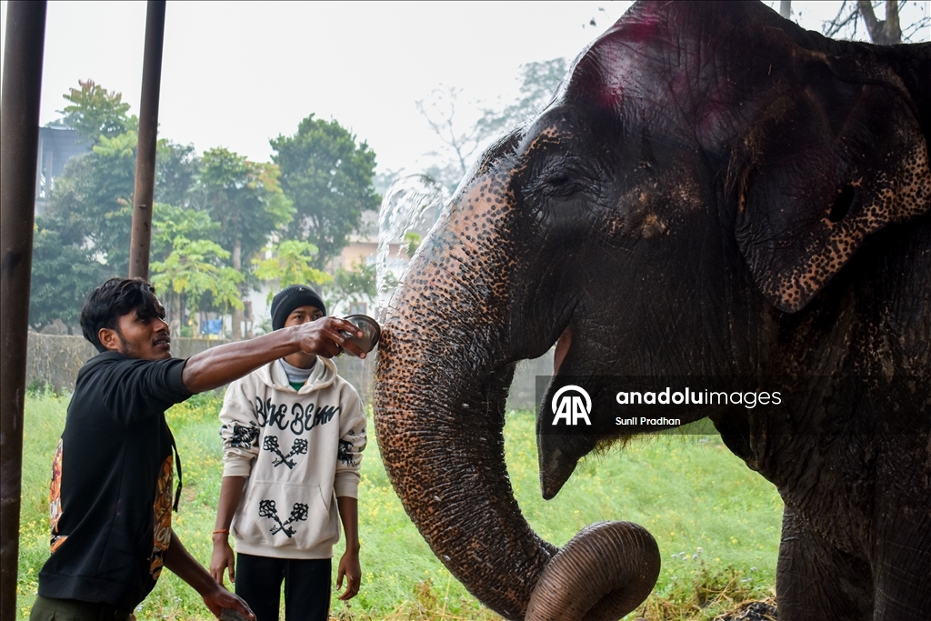 В Непале проводится «Конкурс красоты слонов»
