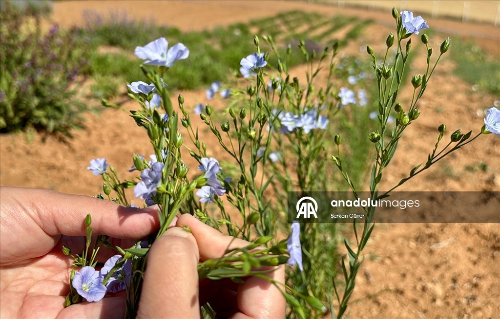 Kırşehir'de yetiştirilen 65 tür tıbbi aromatik bitkinin çiftçilere alternatif ürün olması hedefleniyor