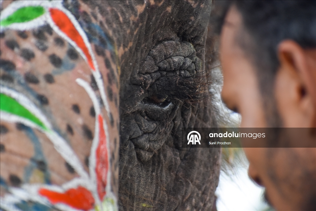 В Непале проводится «Конкурс красоты слонов»