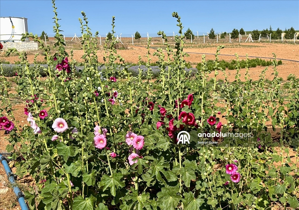 Kırşehir'de yetiştirilen 65 tür tıbbi aromatik bitkinin çiftçilere alternatif ürün olması hedefleniyor