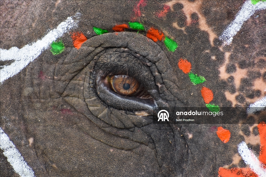 В Непале проводится «Конкурс красоты слонов»