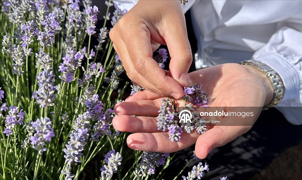 Kırşehir'de yetiştirilen 65 tür tıbbi aromatik bitkinin çiftçilere alternatif ürün olması hedefleniyor