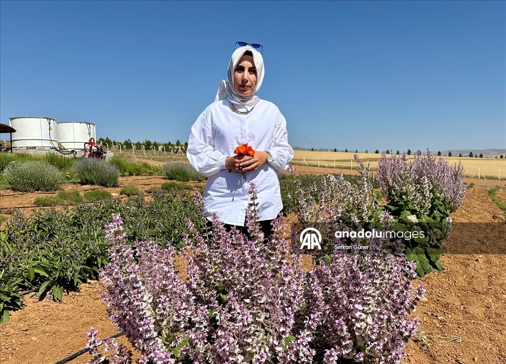 Kırşehir'de yetiştirilen 65 tür tıbbi aromatik bitkinin çiftçilere alternatif ürün olması hedefleniyor