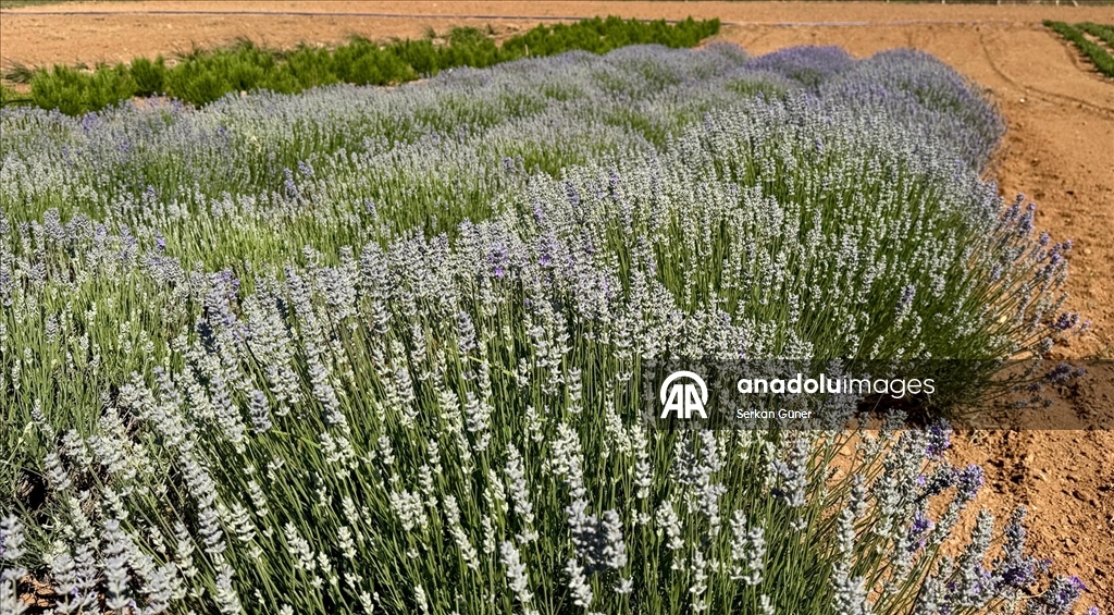 Kırşehir'de yetiştirilen 65 tür tıbbi aromatik bitkinin çiftçilere alternatif ürün olması hedefleniyor