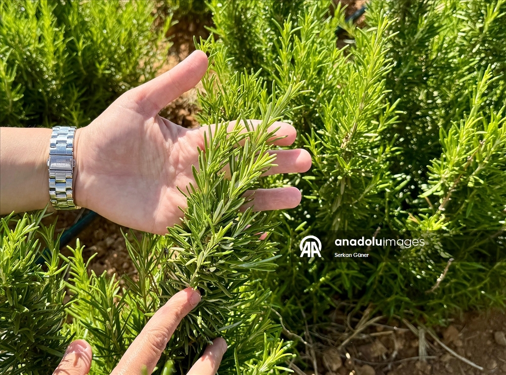 Kırşehir'de yetiştirilen 65 tür tıbbi aromatik bitkinin çiftçilere alternatif ürün olması hedefleniyor