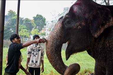 В Непале проводится «Конкурс красоты слонов»