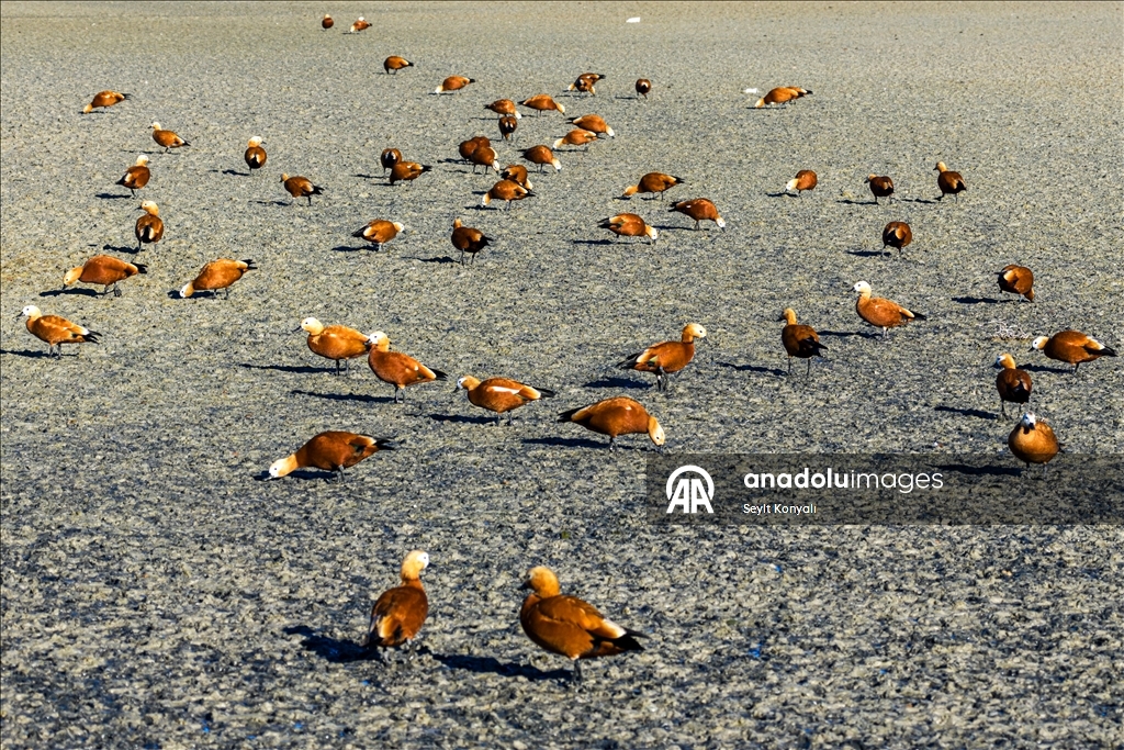 Göç yolundaki angıt kuşları, Konya’daki Düden Gölü’nde mola veriyor