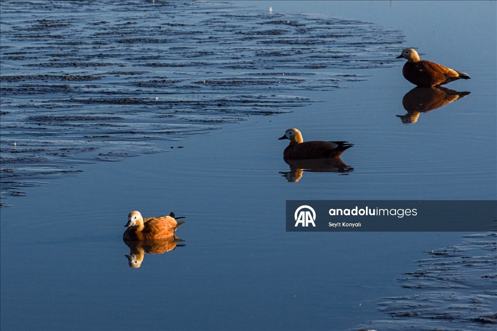 Göç yolundaki angıt kuşları, Konya’daki Düden Gölü’nde mola veriyor