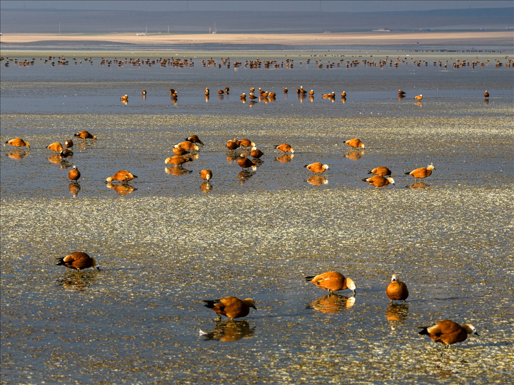 Огари делают остановку на озере Дюден в Конье