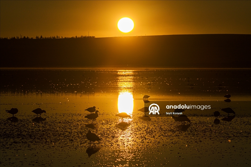 Göç yolundaki angıt kuşları, Konya’daki Düden Gölü’nde mola veriyor