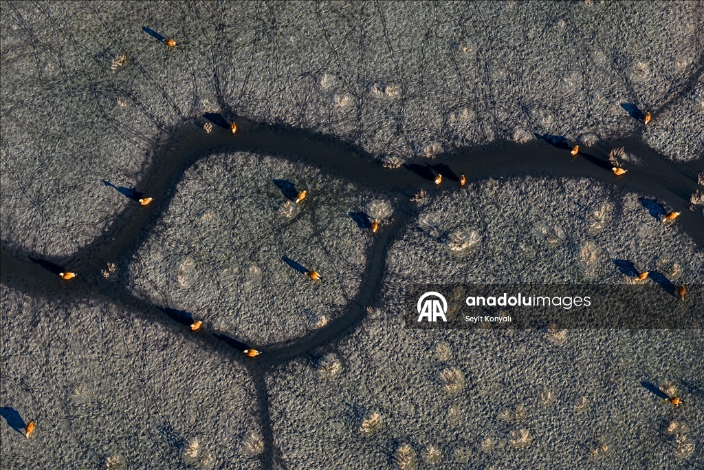 Göç yolundaki angıt kuşları, Konya’daki Düden Gölü’nde mola veriyor