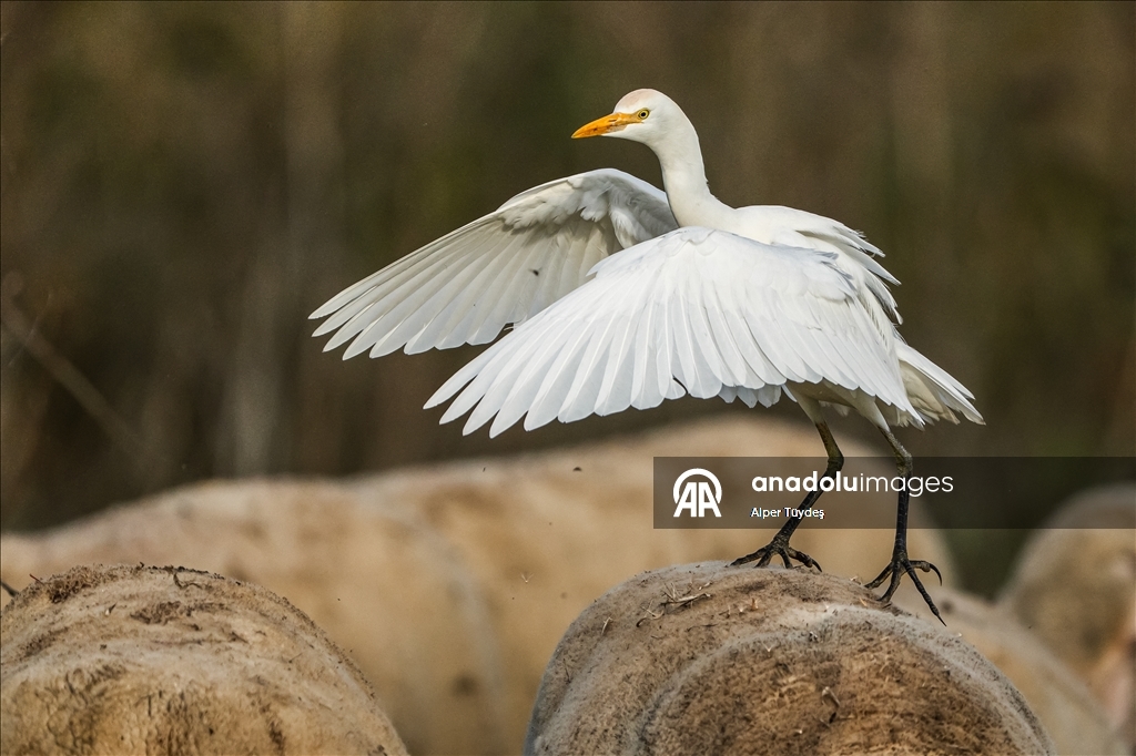 Uluabat Gölü kıyısında sığır balıkçılları ve Anadolu mandaları