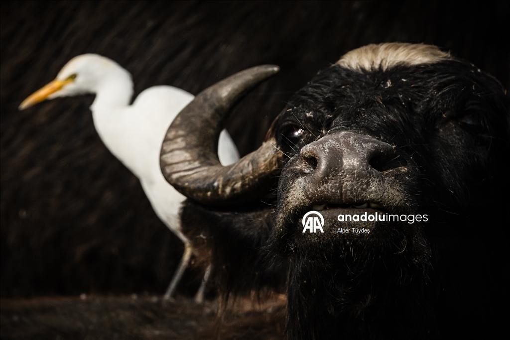 Uluabat Gölü kıyısında sığır balıkçılları ve Anadolu mandaları