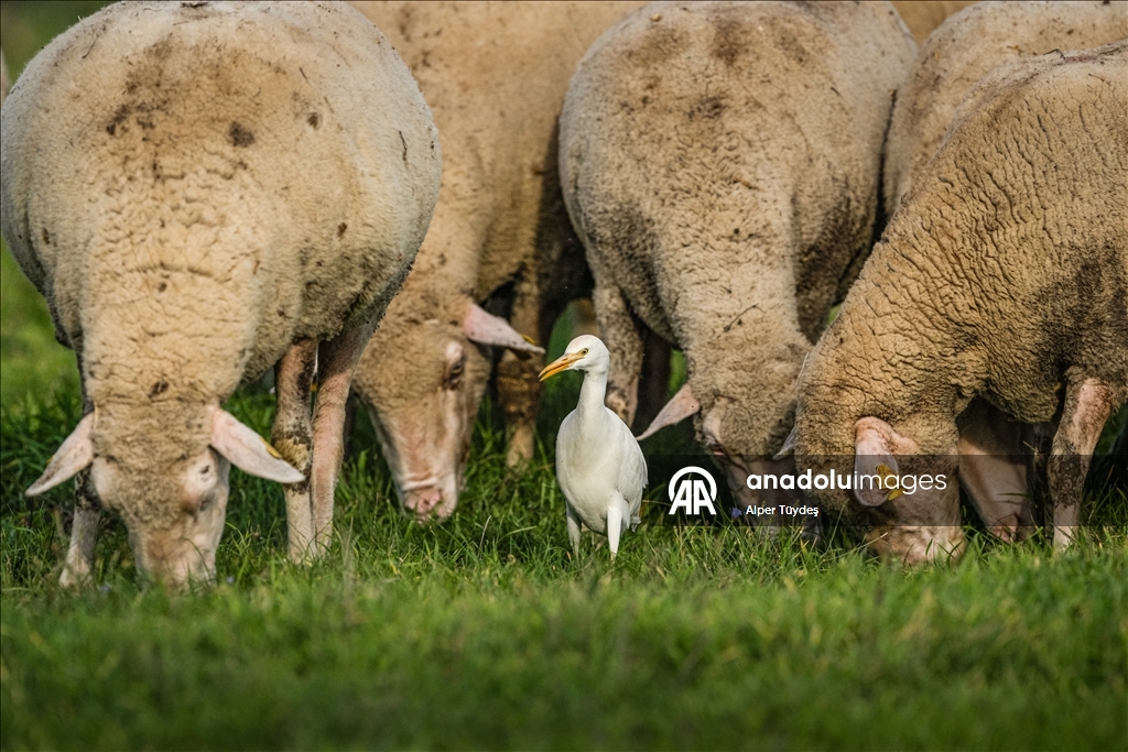 Uluabat Gölü kıyısında sığır balıkçılları ve Anadolu mandaları