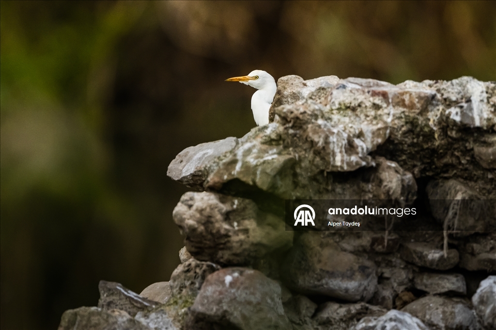 Uluabat Gölü kıyısında sığır balıkçılları ve Anadolu mandaları