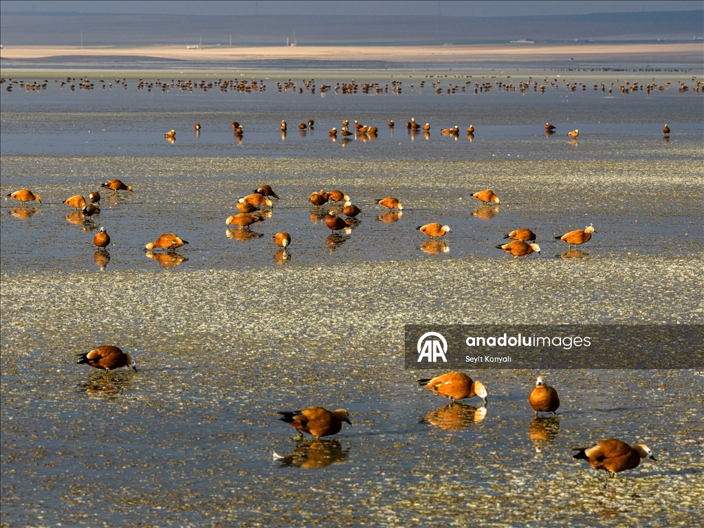 Огари делают остановку на озере Дюден в Конье