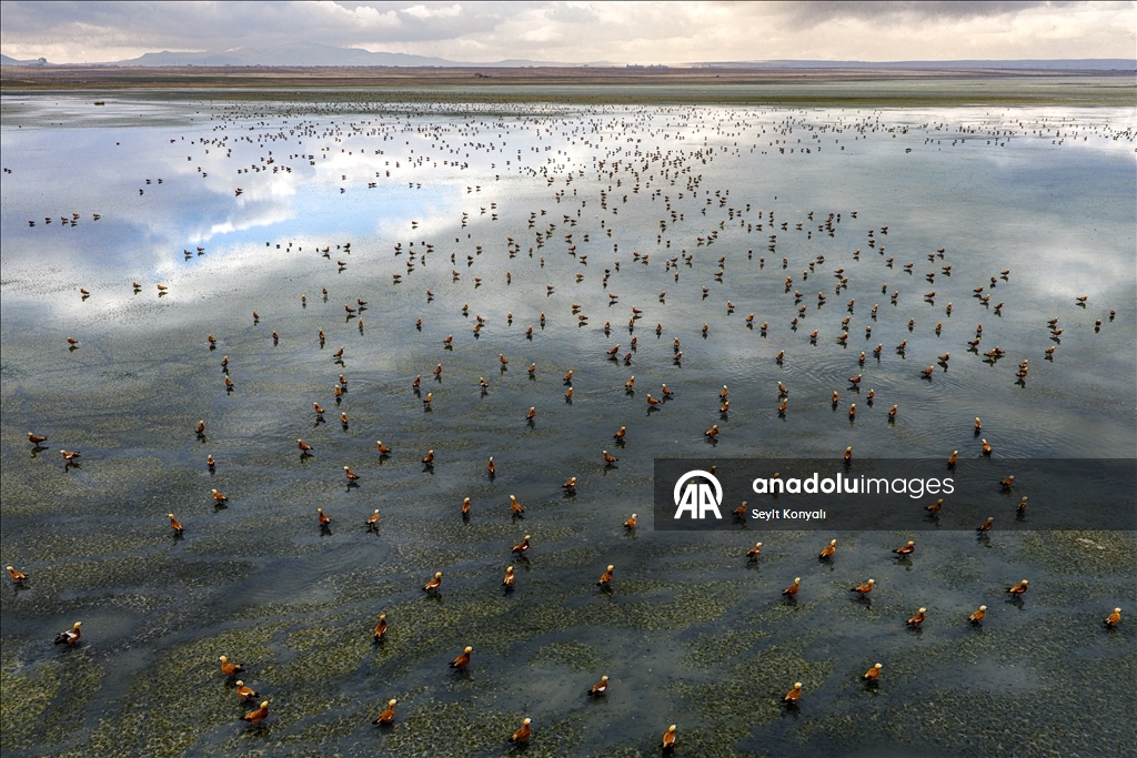 Göç yolundaki angıt kuşları, Konya’daki Düden Gölü’nde mola veriyor