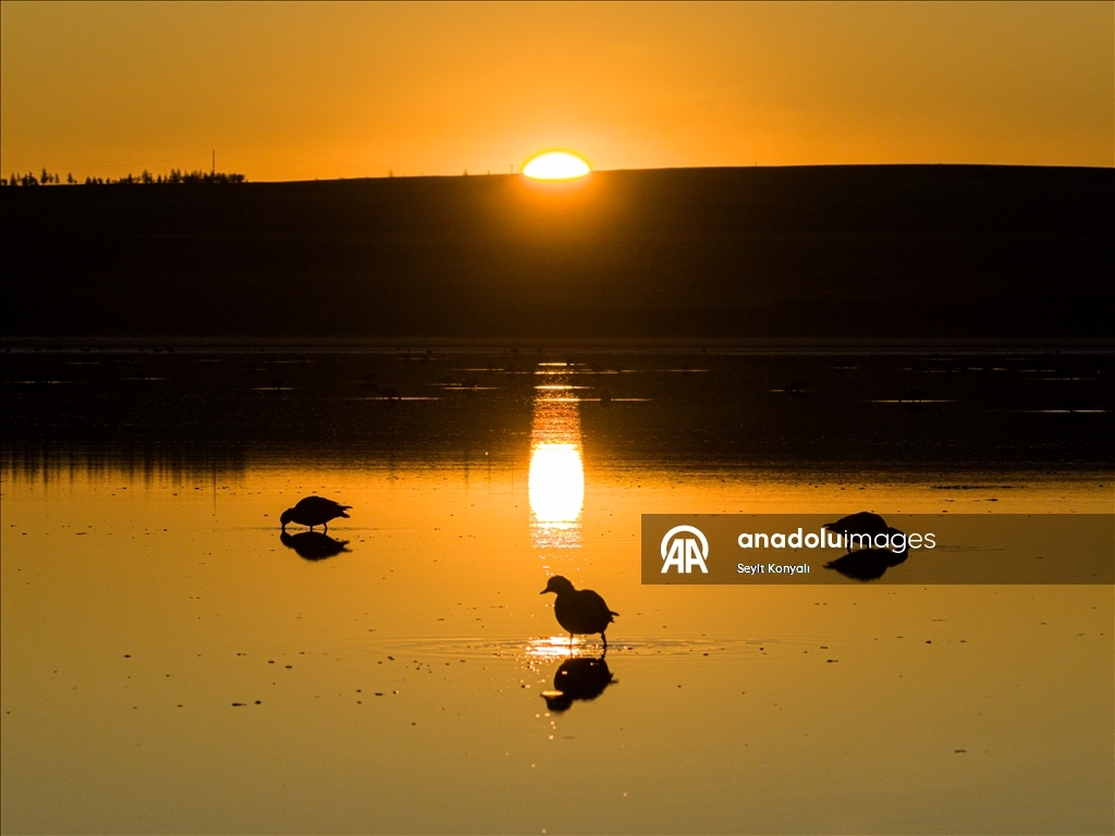 Göç yolundaki angıt kuşları, Konya’daki Düden Gölü’nde mola veriyor