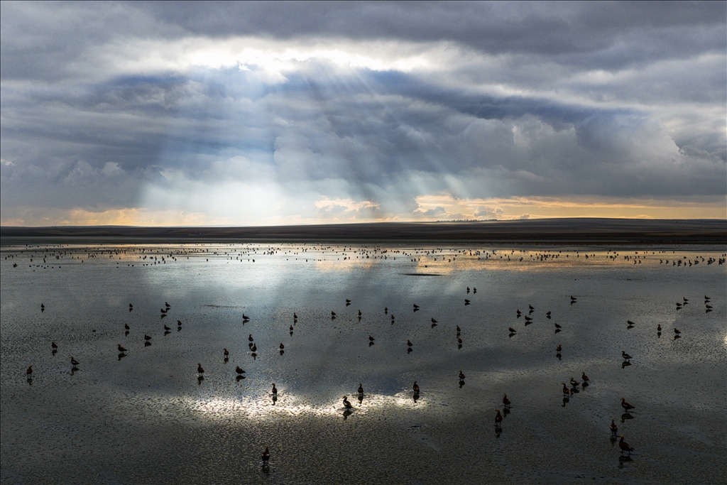 Огари делают остановку на озере Дюден в Конье