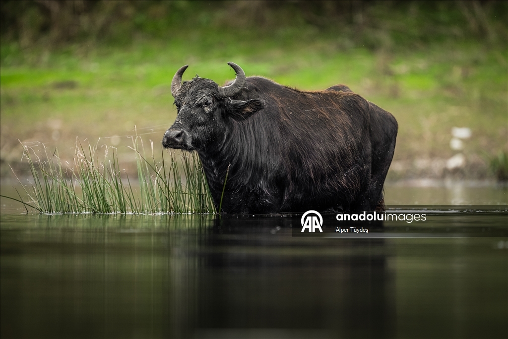 Uluabat Gölü kıyısında sığır balıkçılları ve Anadolu mandaları