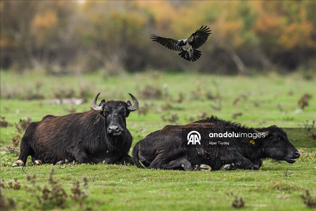 Uluabat Gölü kıyısında sığır balıkçılları ve Anadolu mandaları