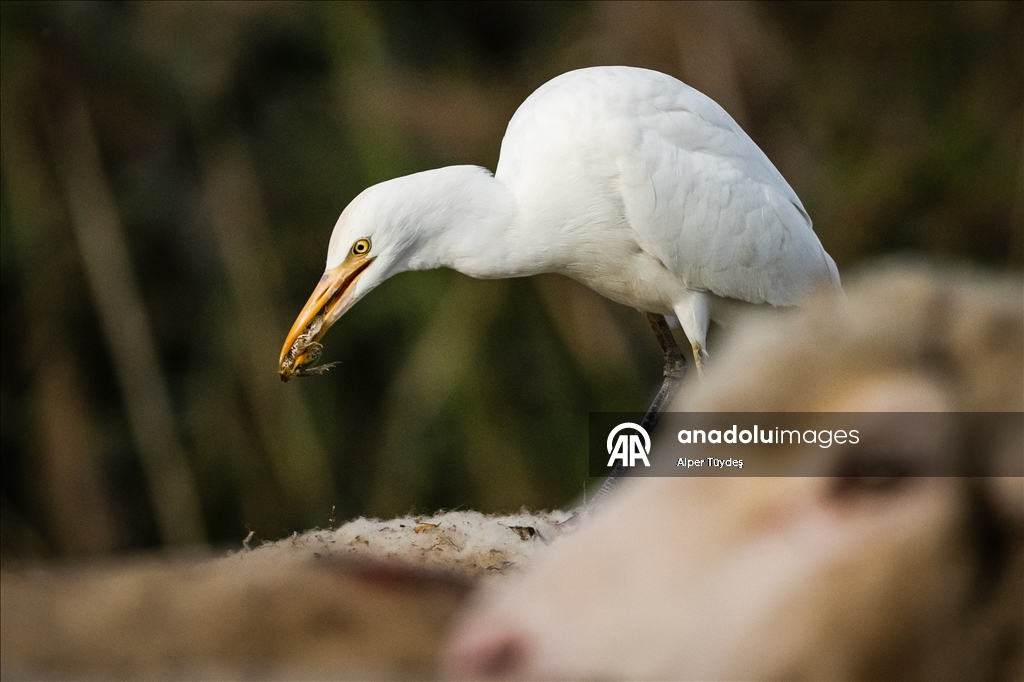 Uluabat Gölü kıyısında sığır balıkçılları ve Anadolu mandaları