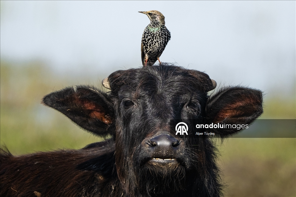 Cattle egrets and Anatolian water buffaloes along the shores of Lake Uluabat in Turkiye's Bursa 