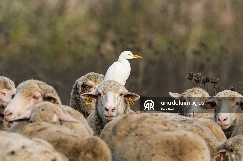 Uluabat Gölü kıyısında sığır balıkçılları ve Anadolu mandaları