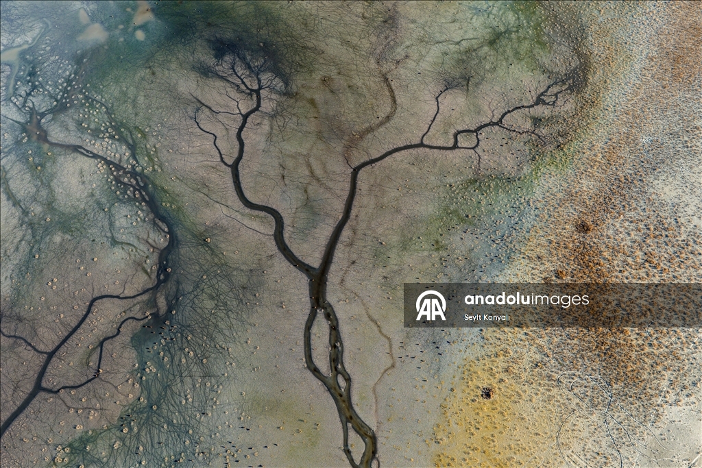 Огари делают остановку на озере Дюден в Конье