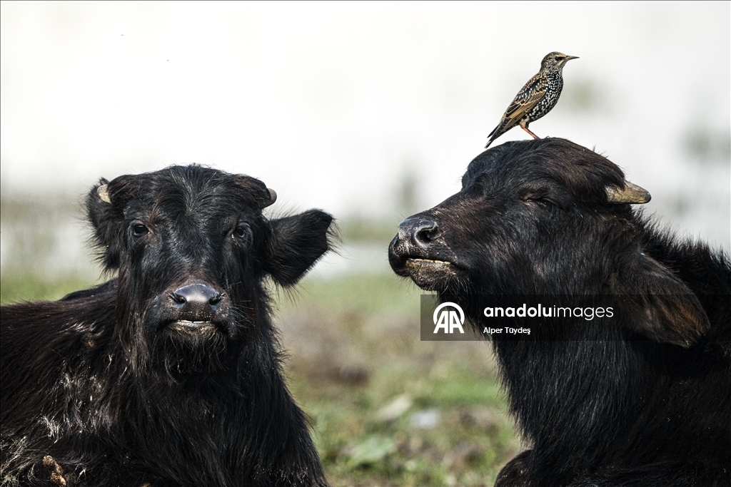 Uluabat Gölü kıyısında sığır balıkçılları ve Anadolu mandaları