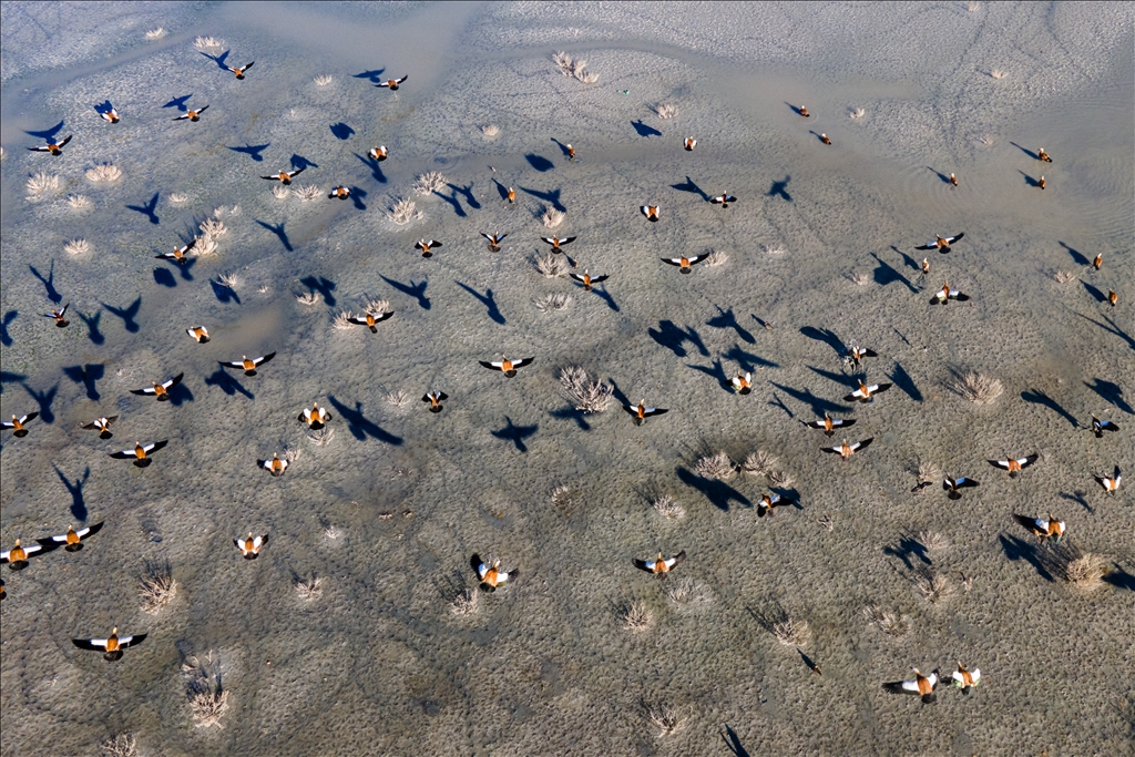 Огари делают остановку на озере Дюден в Конье