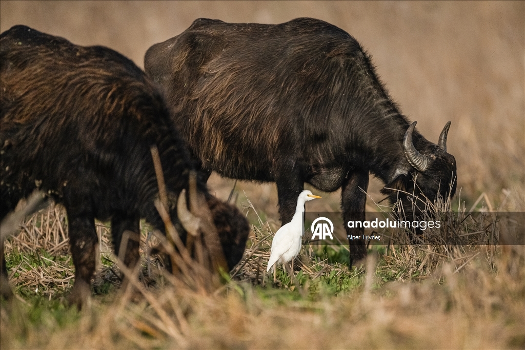 Cattle egrets and Anatolian water buffaloes along the shores of Lake Uluabat in Turkiye's Bursa 