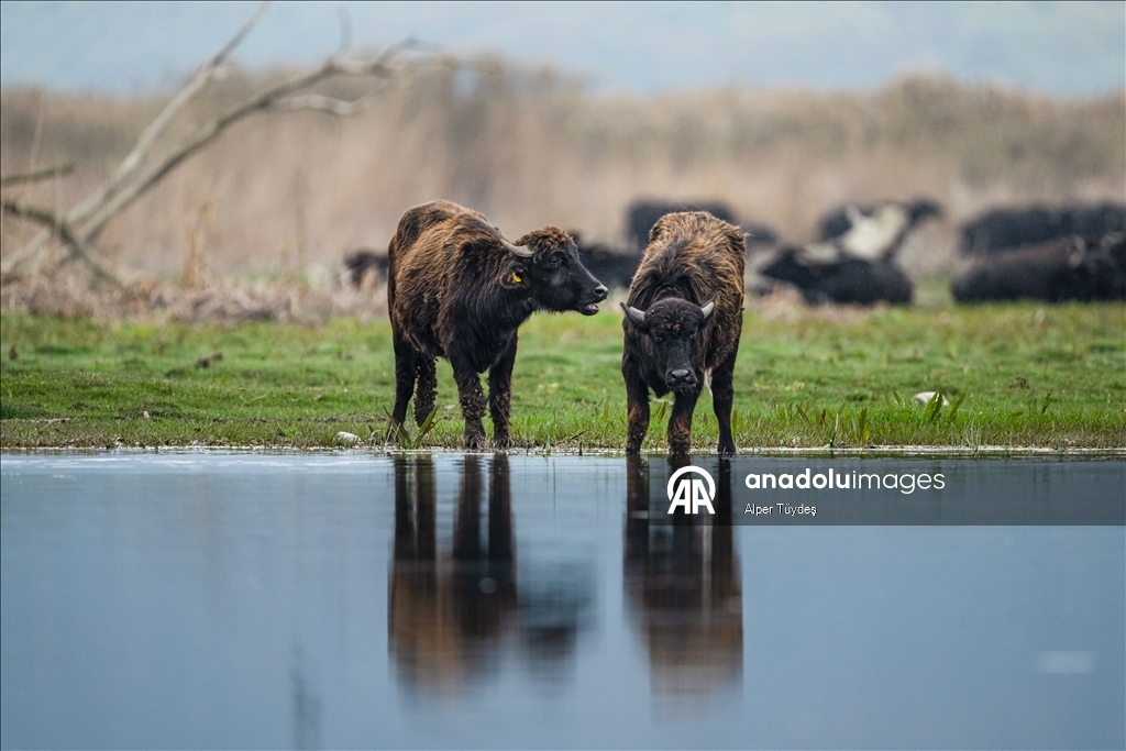Cattle egrets and Anatolian water buffaloes along the shores of Lake Uluabat in Turkiye's Bursa 