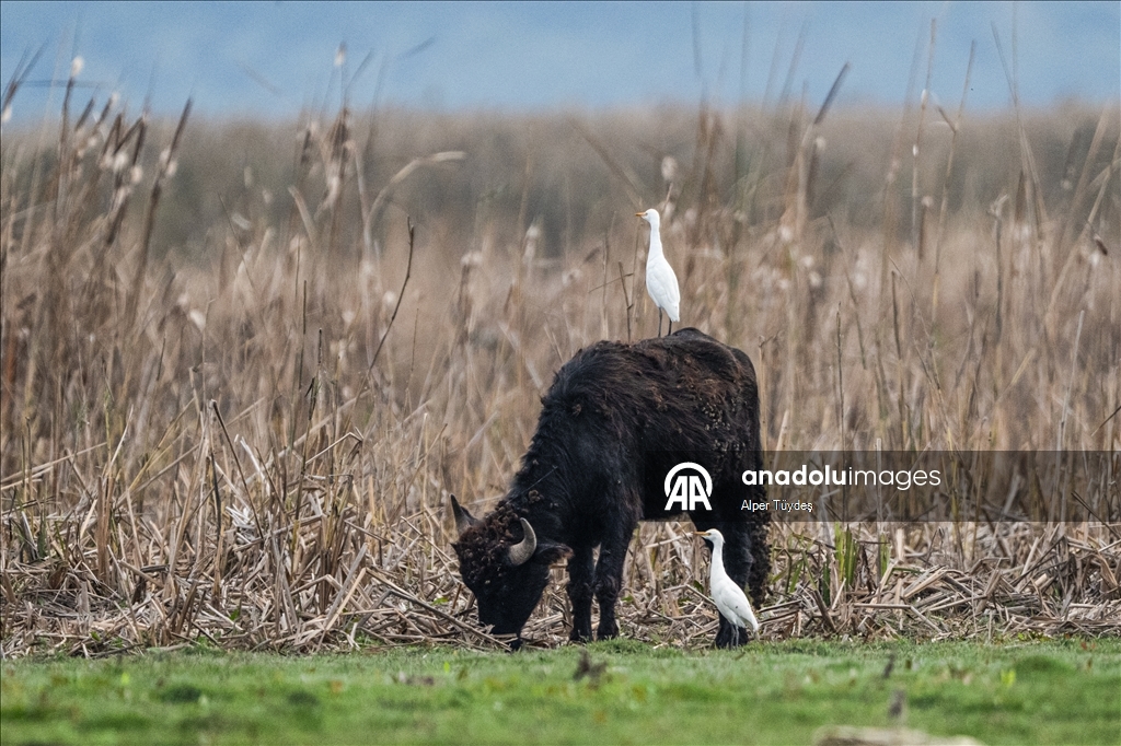 Cattle egrets and Anatolian water buffaloes along the shores of Lake Uluabat in Turkiye's Bursa 