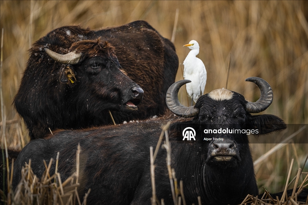 Uluabat Gölü kıyısında sığır balıkçılları ve Anadolu mandaları