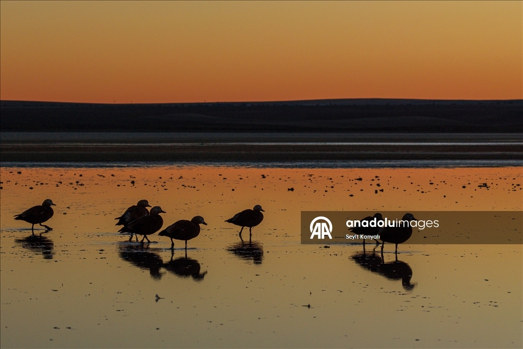 Göç yolundaki angıt kuşları, Konya’daki Düden Gölü’nde mola veriyor