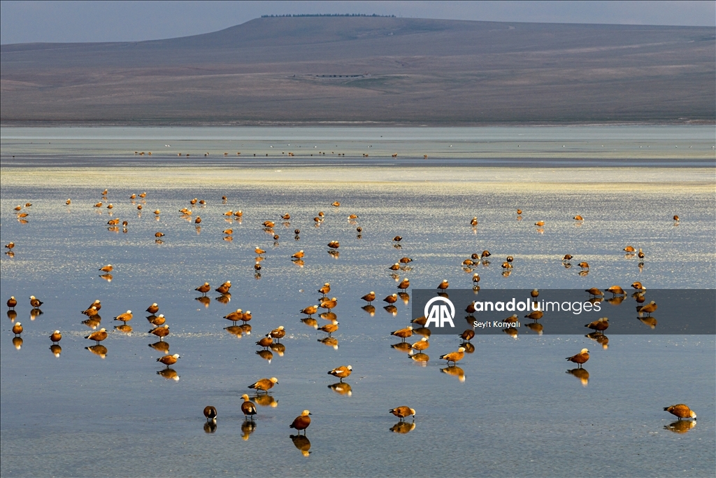 Огари делают остановку на озере Дюден в Конье