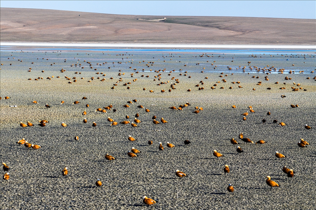 Огари делают остановку на озере Дюден в Конье