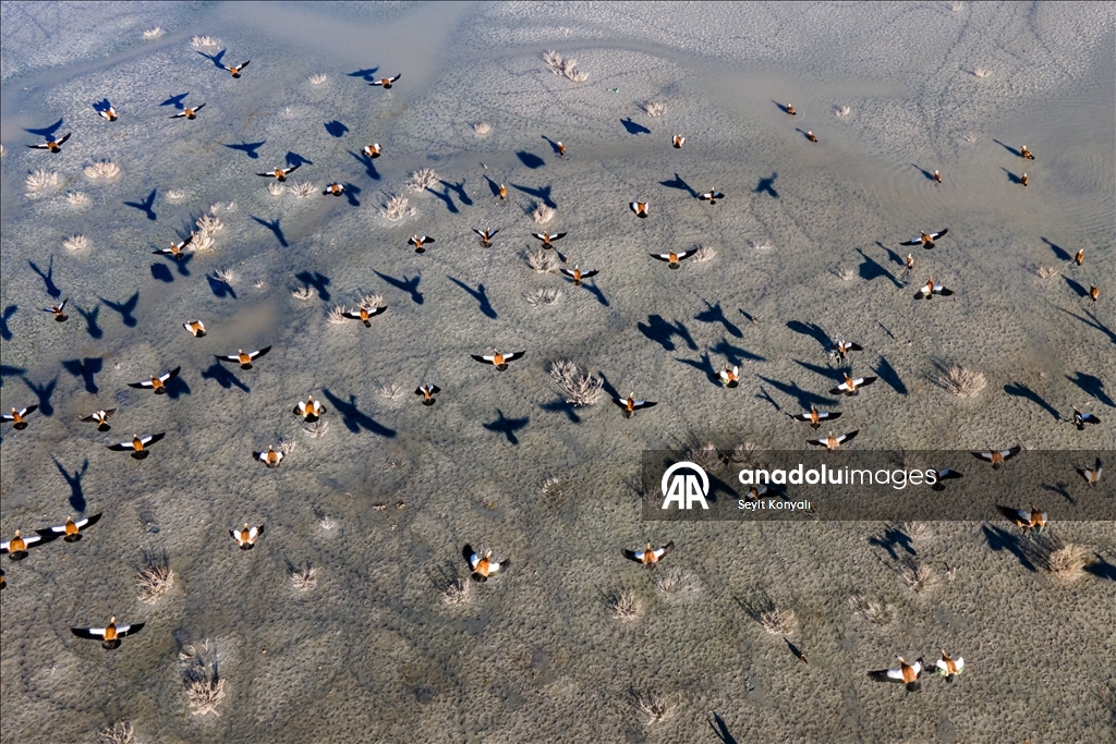 Огари делают остановку на озере Дюден в Конье