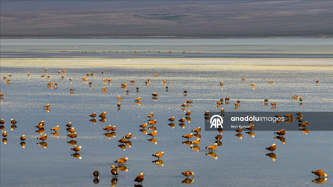 Göç yolundaki angıt kuşları, Konya’daki Düden Gölü’nde mola veriyor
