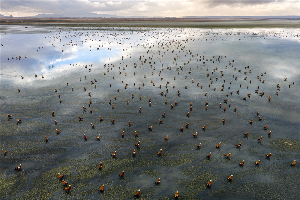Огари делают остановку на озере Дюден в Конье