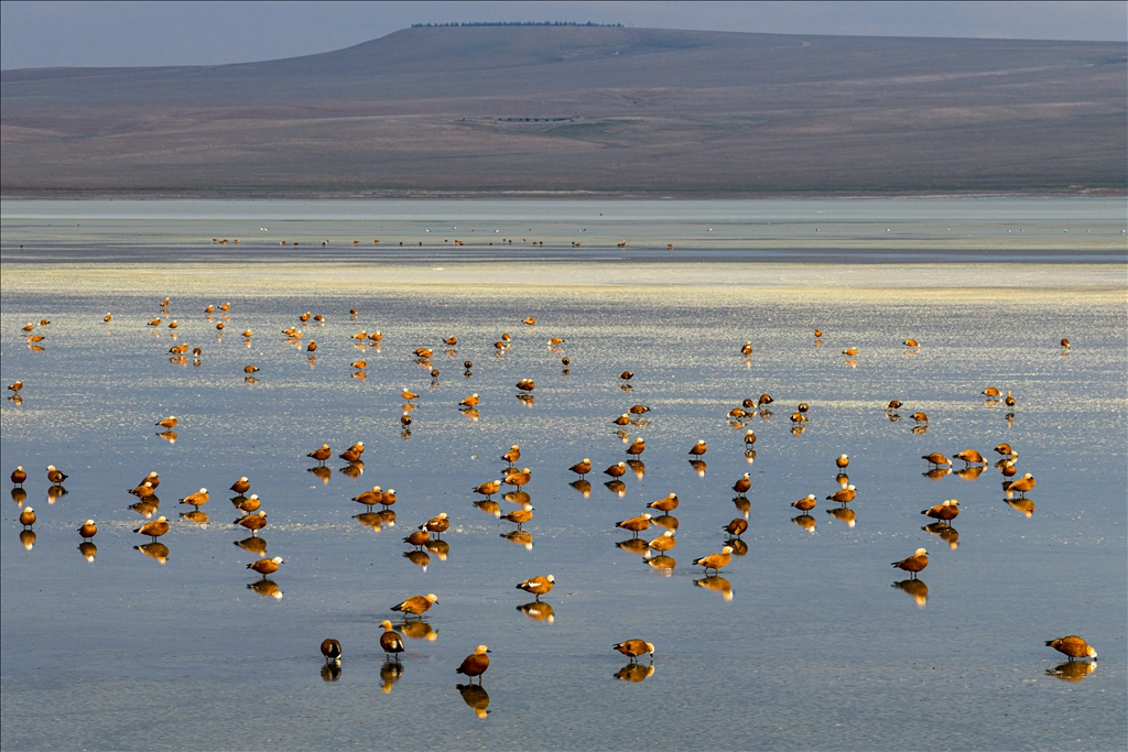 Огари делают остановку на озере Дюден в Конье