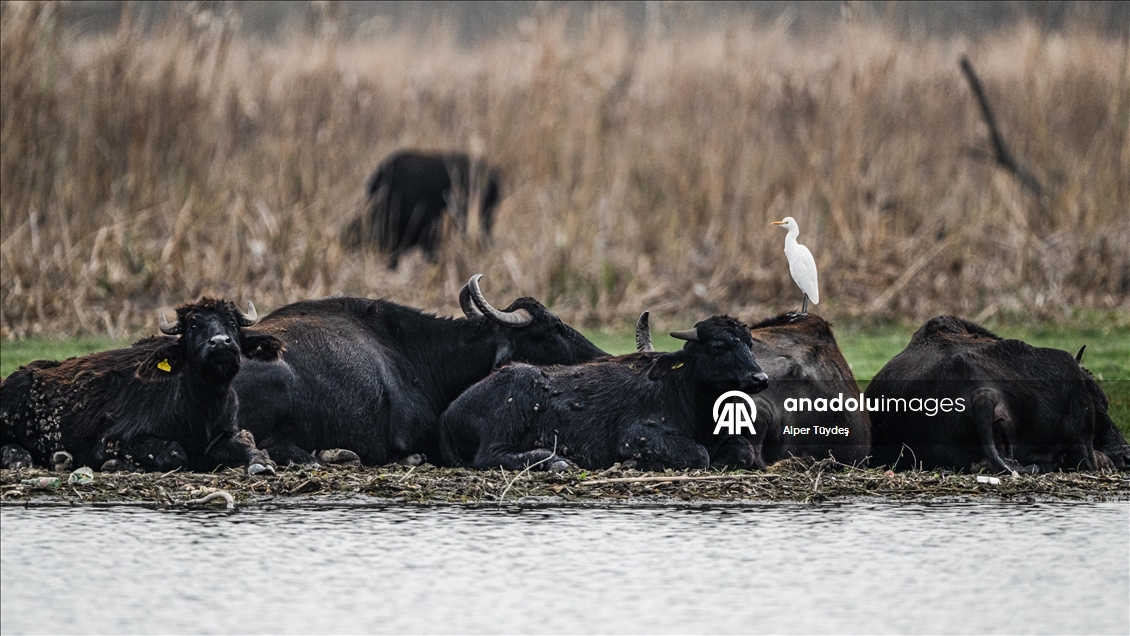 Uluabat Gölü kıyısında sığır balıkçılları ve Anadolu mandaları