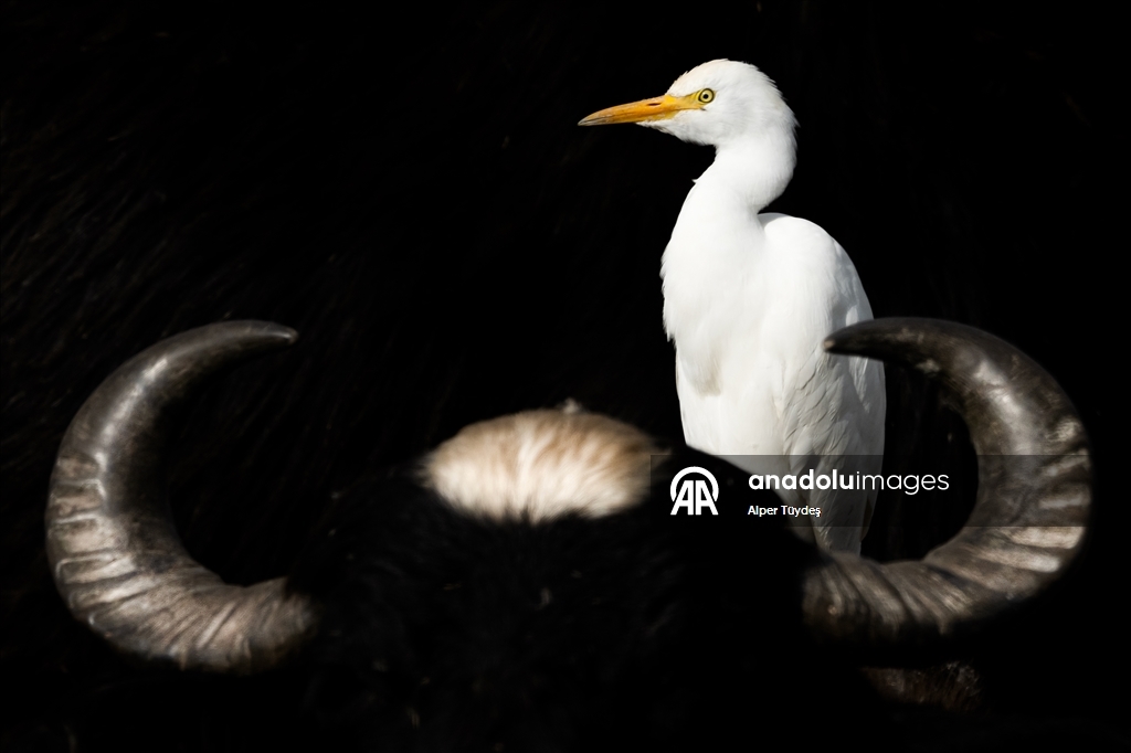 Uluabat Gölü kıyısında sığır balıkçılları ve Anadolu mandaları