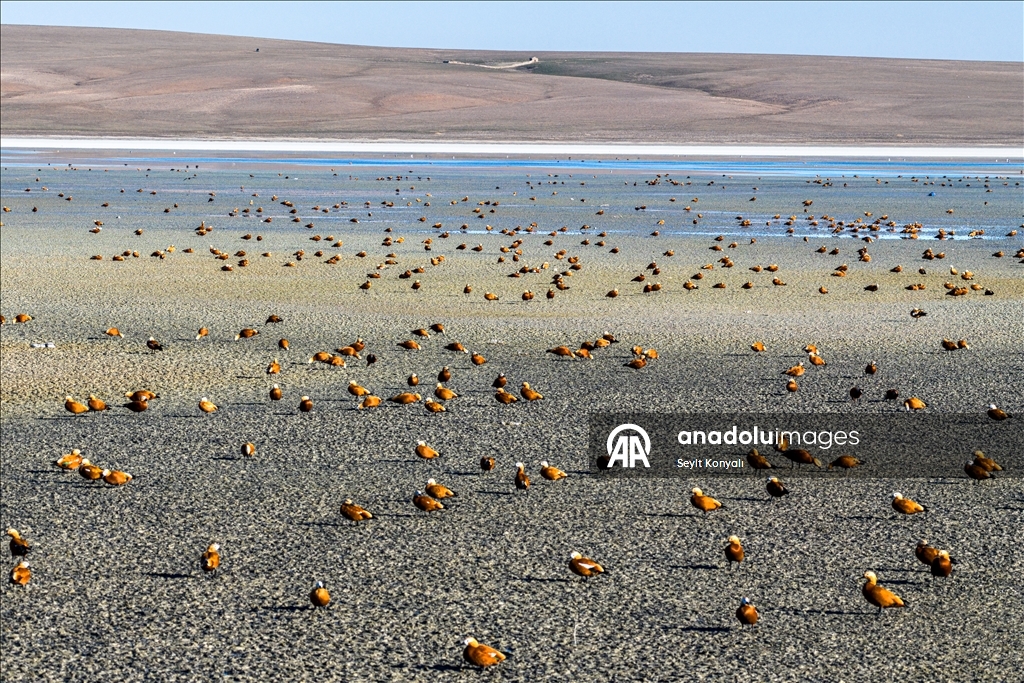 Göç yolundaki angıt kuşları, Konya’daki Düden Gölü’nde mola veriyor