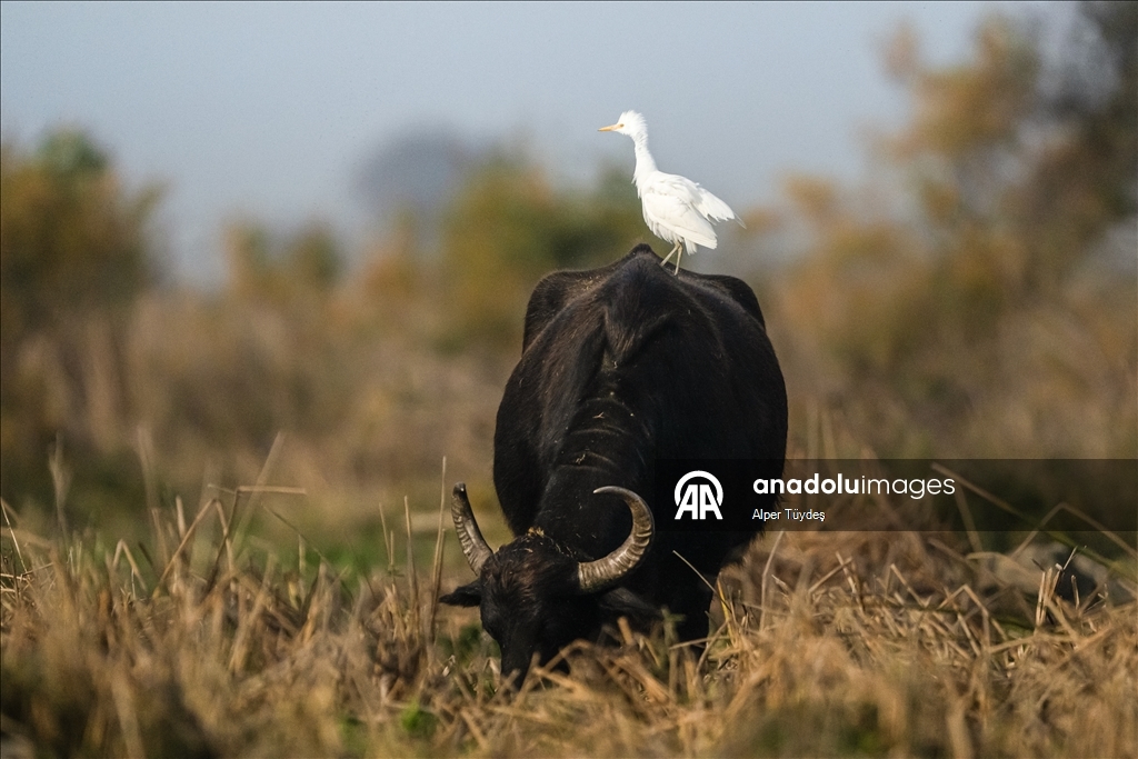 Cattle egrets and Anatolian water buffaloes along the shores of Lake Uluabat in Turkiye's Bursa 