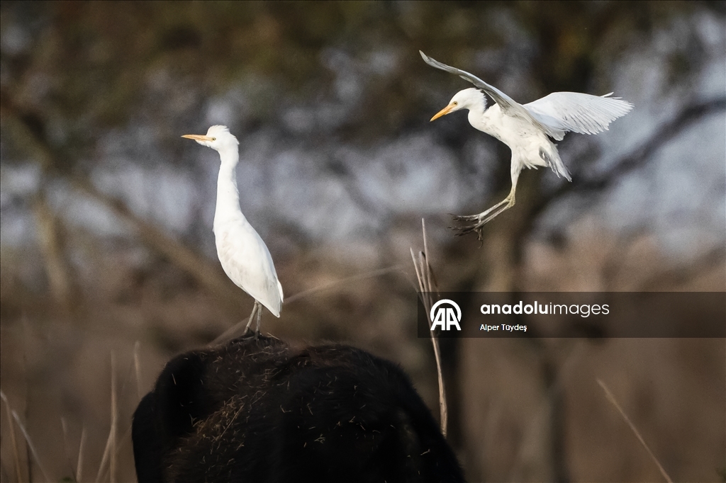 Uluabat Gölü kıyısında sığır balıkçılları ve Anadolu mandaları