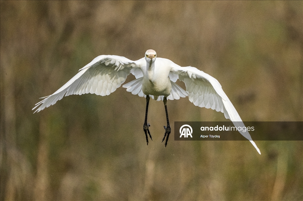 Uluabat Gölü kıyısında sığır balıkçılları ve Anadolu mandaları