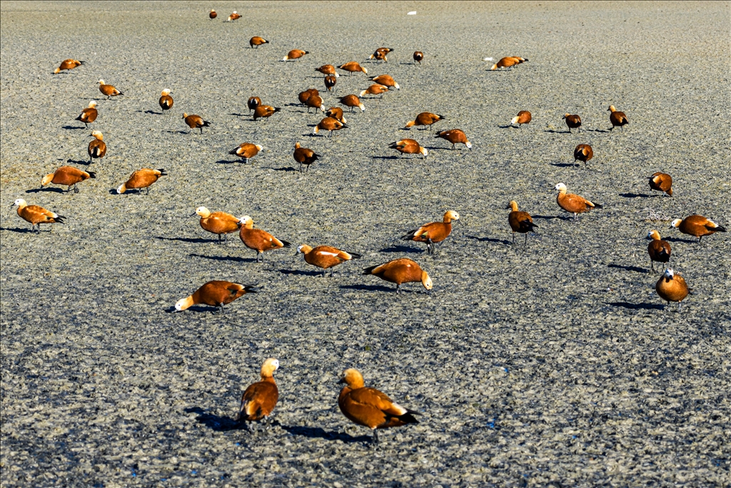 Огари делают остановку на озере Дюден в Конье