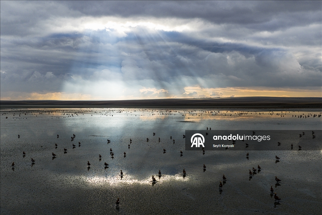 Огари делают остановку на озере Дюден в Конье